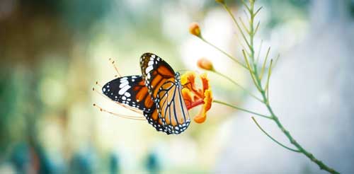 butterfly