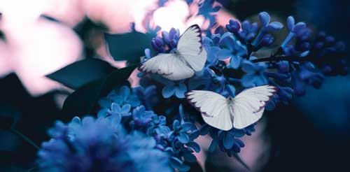 butterfly7